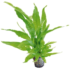 Microsorum pteropus green - potte